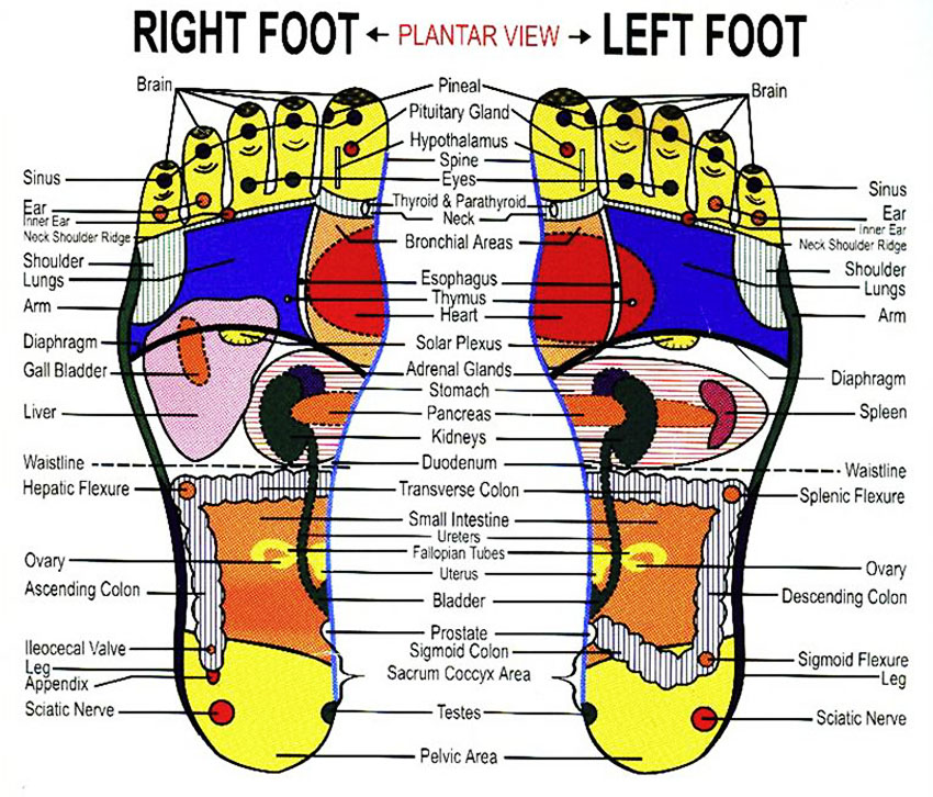 reflexology-foot-chart-lifeologia-very-complete-legs-healing-points-diagram